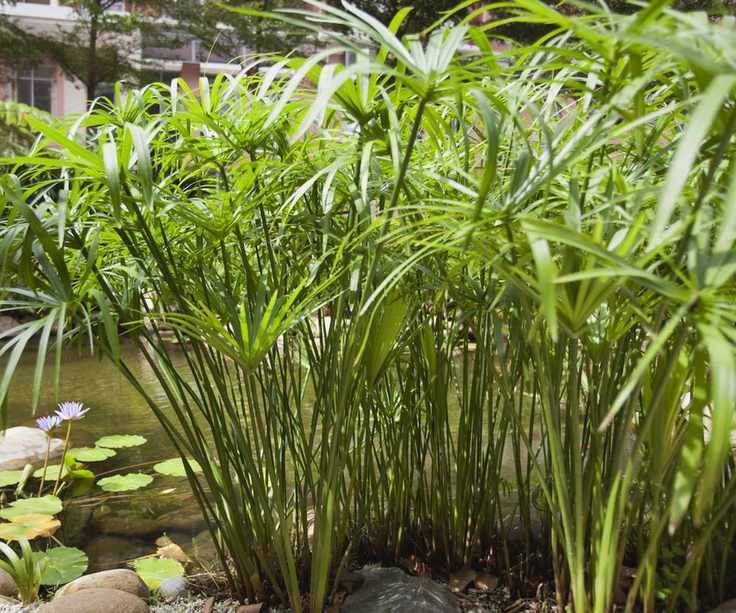 Papyrus plants growing at the edge of a pond