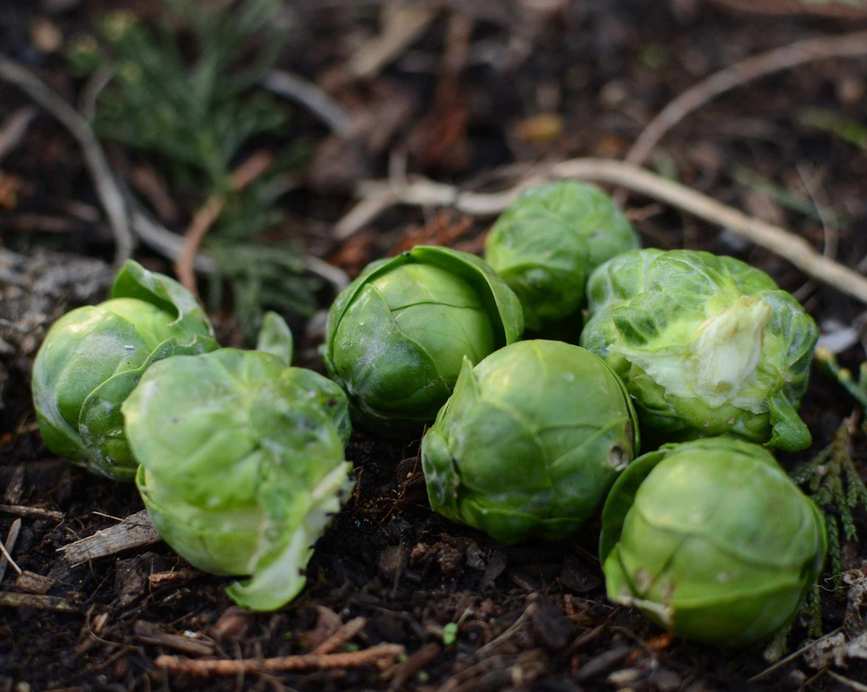 brussel sprout harvest on the ground