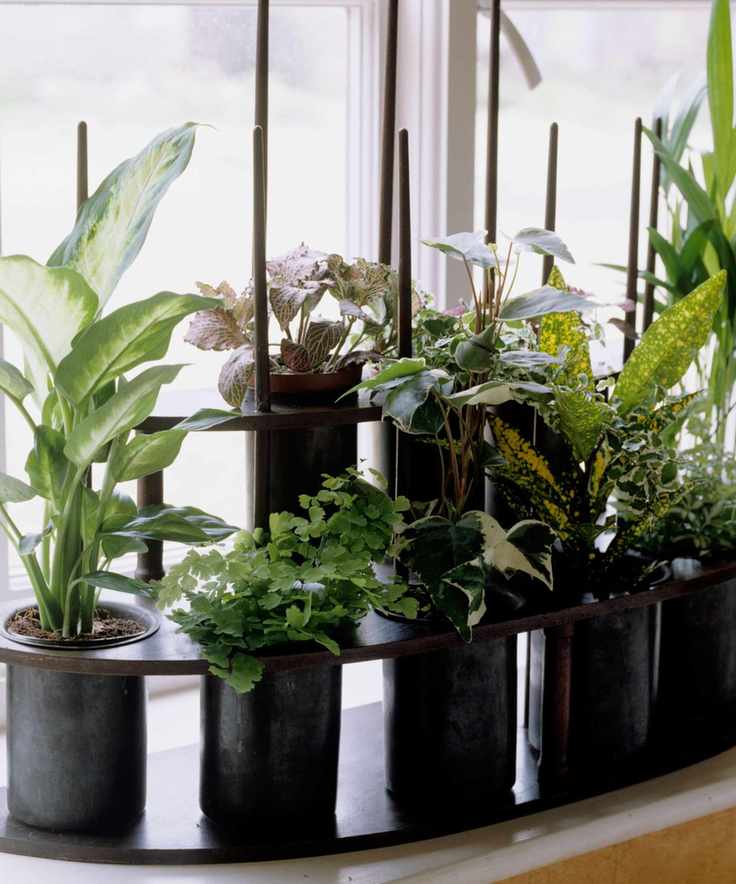 Plants growing up canes indoors