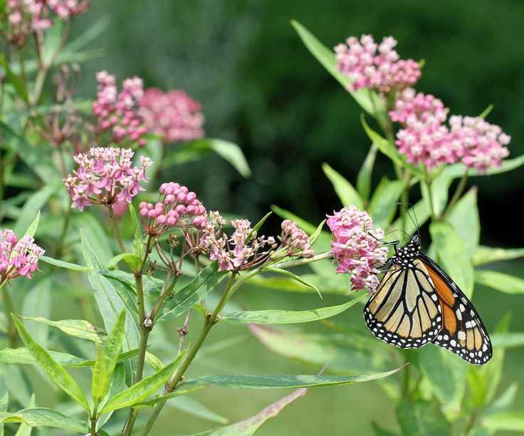 butterfly on swamp milkweed