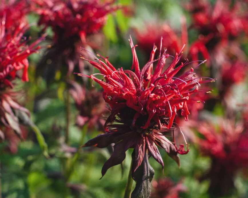 red bee balm or monarda that attract hummingbirds