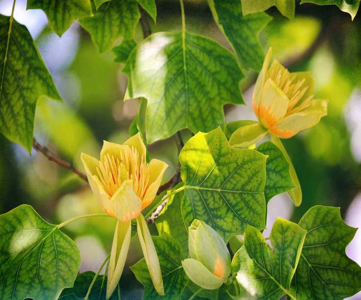 Tulip tree