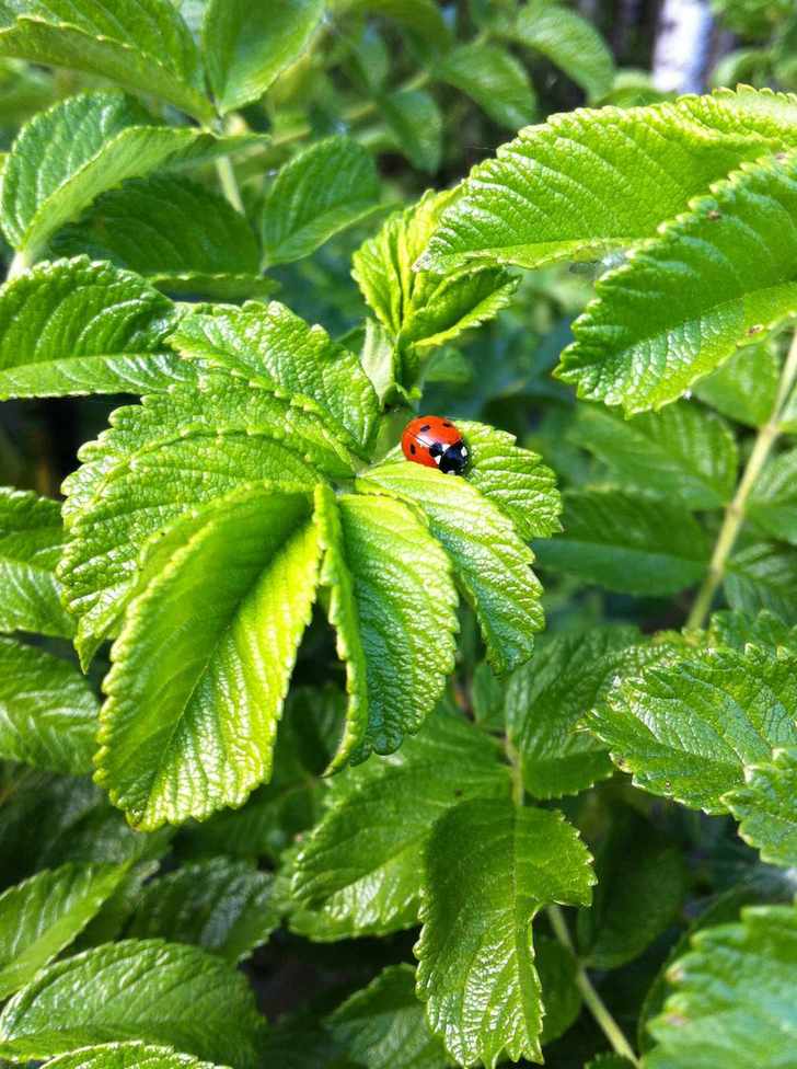 Herb gardening mistakes