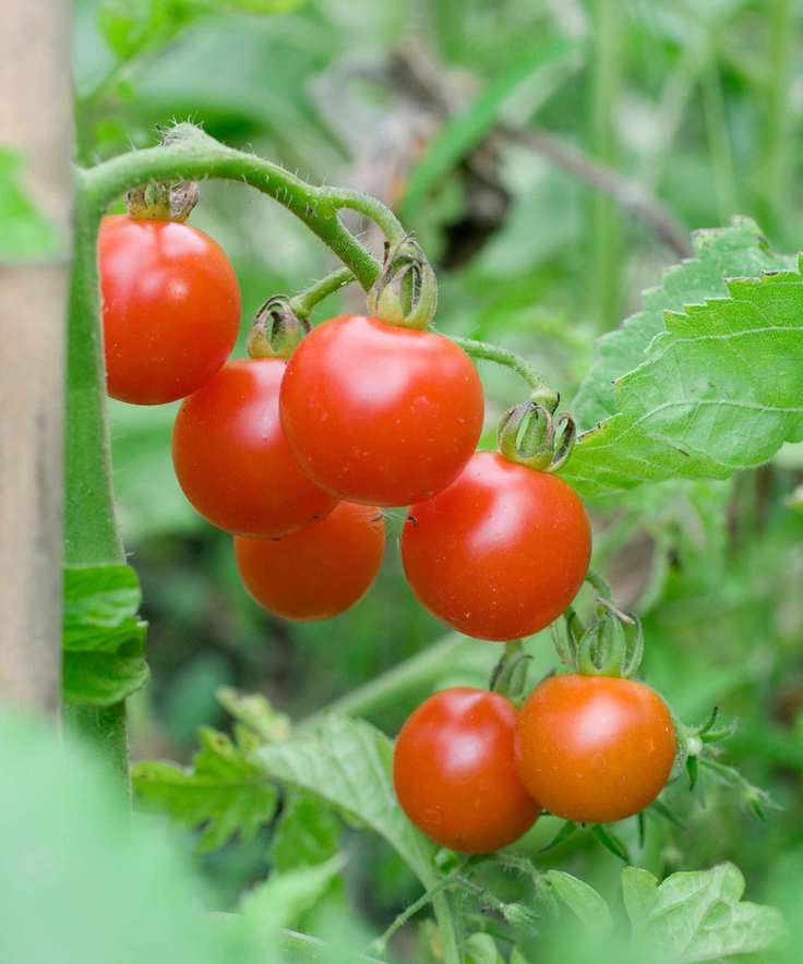 Cherry tomatoes on the vine