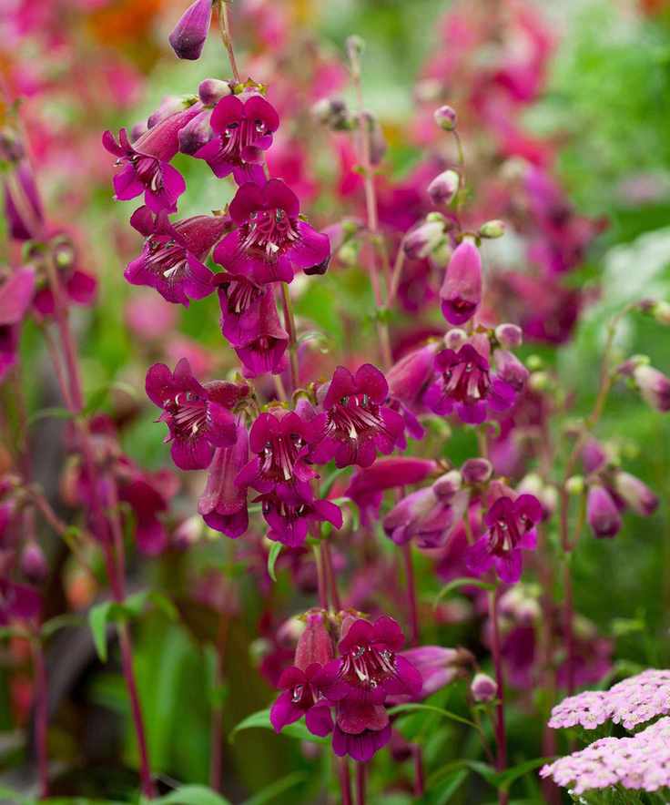 flowering penstemons in fall container display