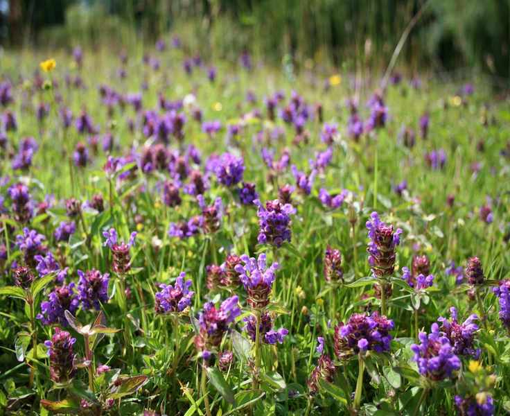 Embrace No Mow May: A Guide to Supporting Pollinators
