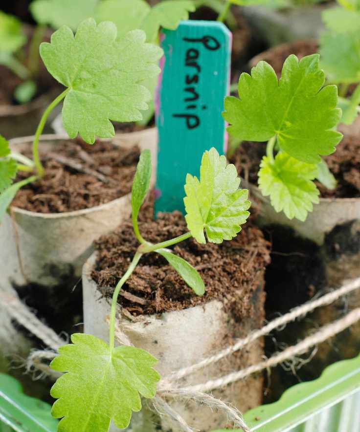 parsnips seedlings in biodegradable pots ready for planting out
