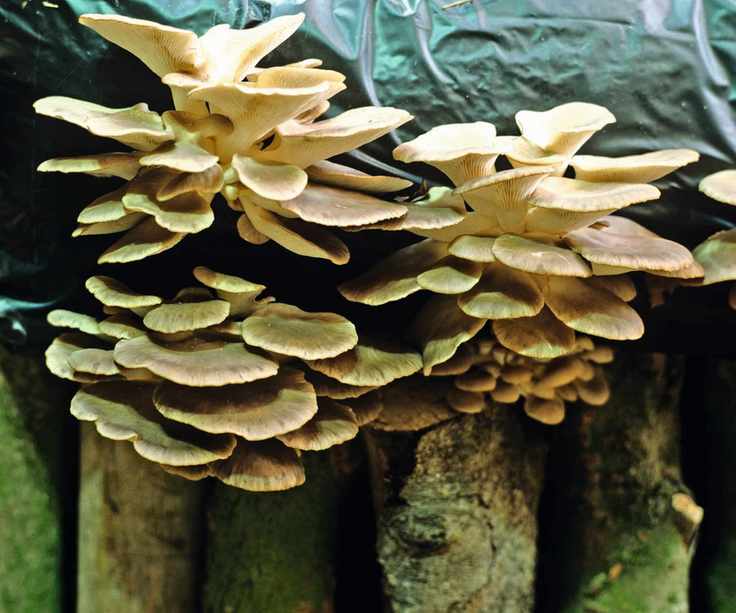 Oyster mushrooms growing on logs
