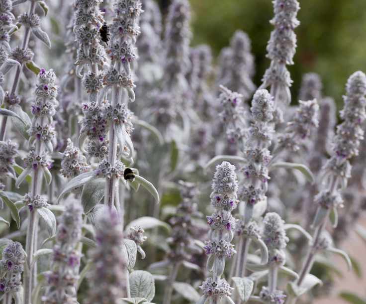 Lamb's ears with silver foliage