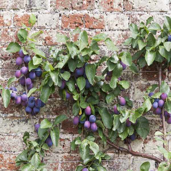 An espalliered plum tree against a red brick garden wall