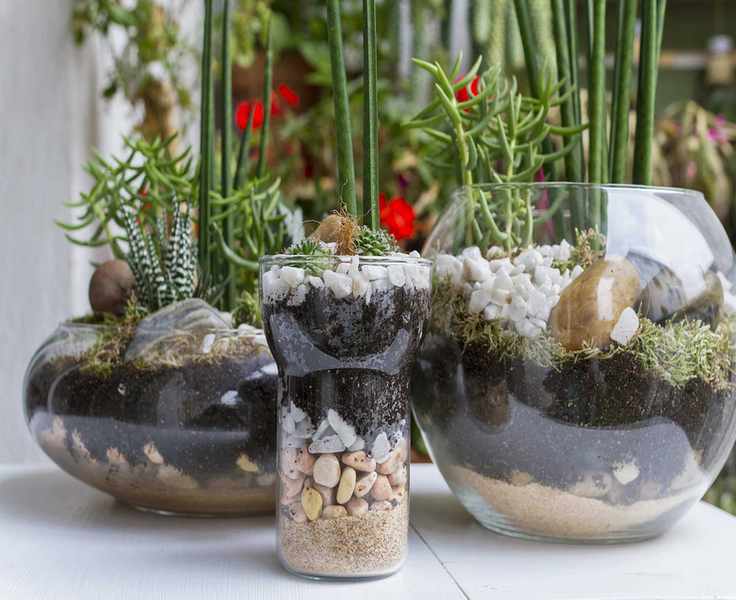 jade plant