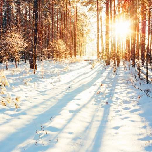 Forest Winters