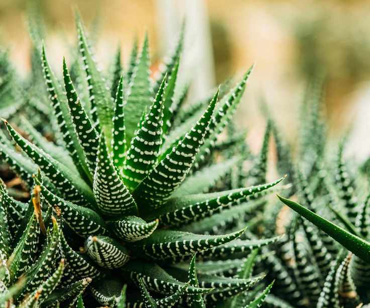 Haworthia