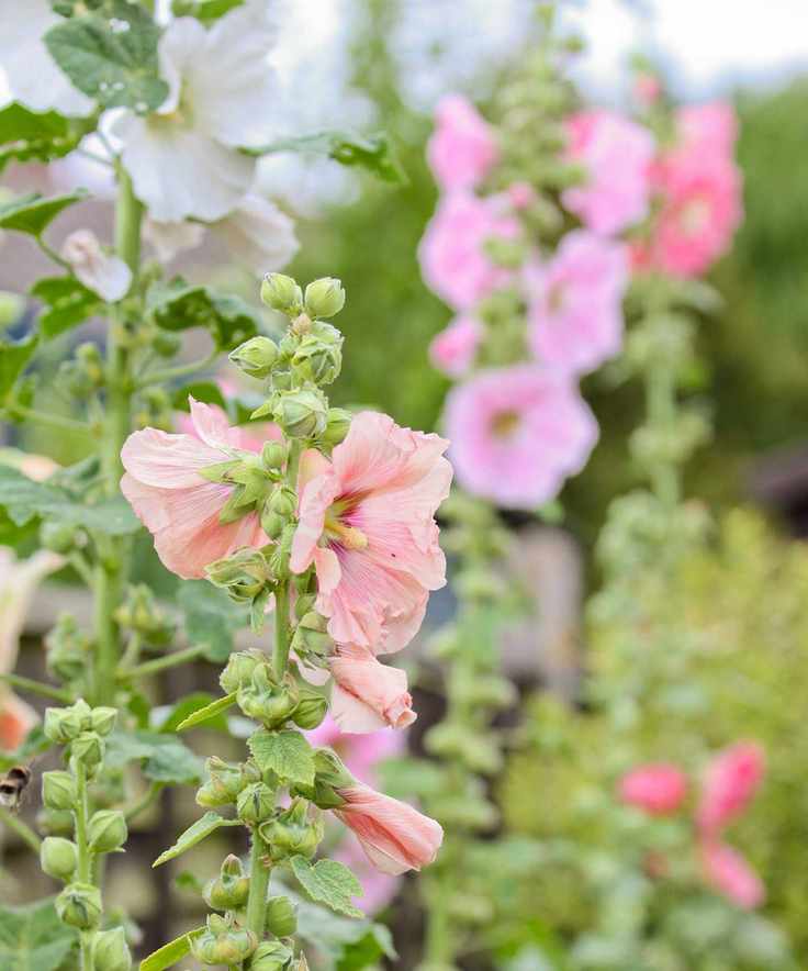 pink hollyhocks