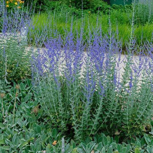 Russian sage 'Little Spire'