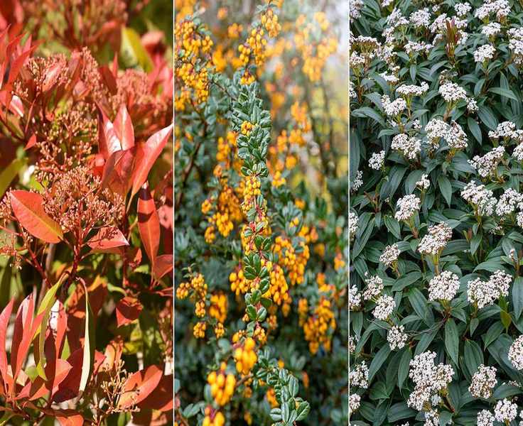 Top 10 Landscaping Shrubs to Enhance Your Yard's Appeal