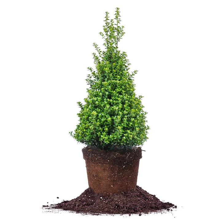 Japanese Holly Bush in topiary form