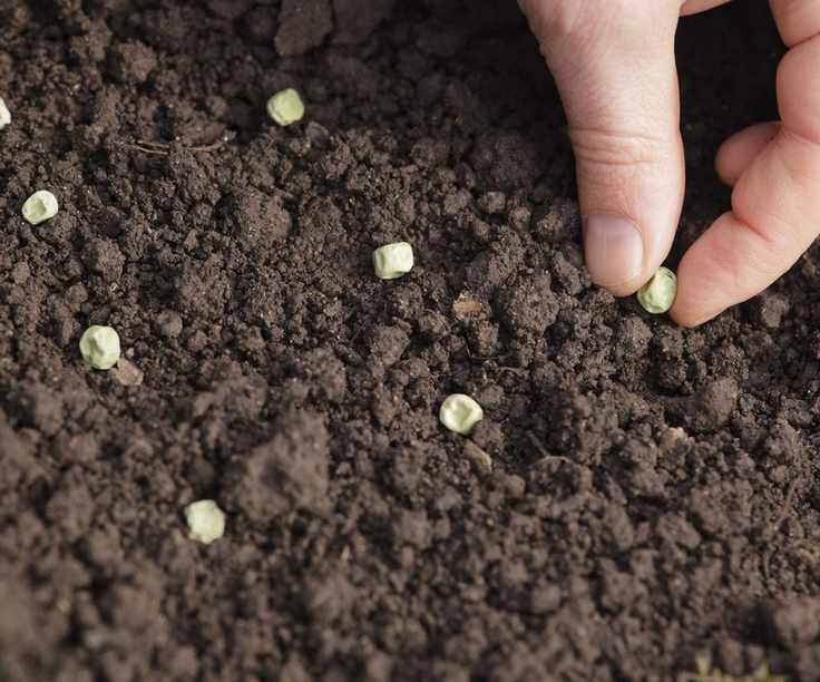 Sowing pea seeds into a seed tray filled with compost