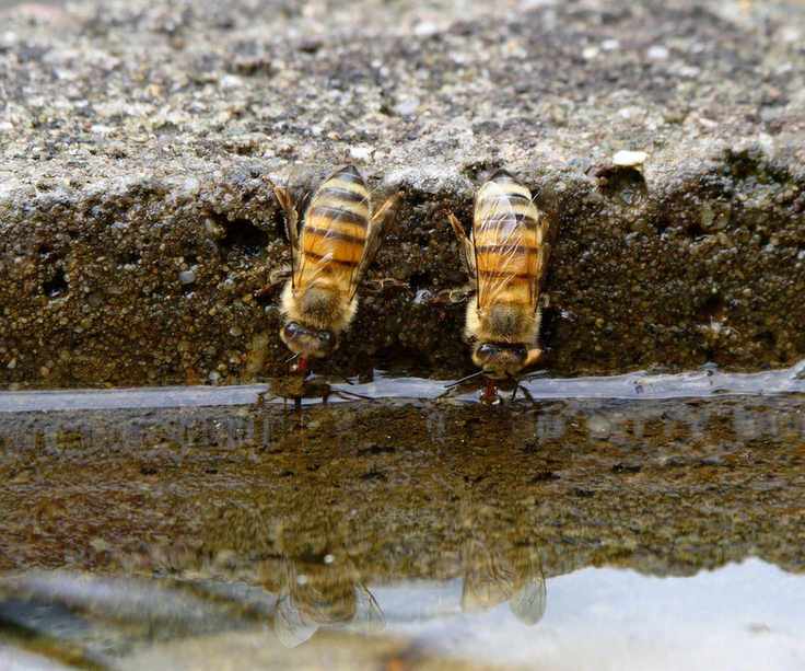 Bees drinking
