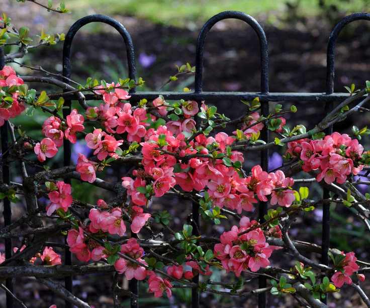 pink flowers of a Chaenomeles x superba
