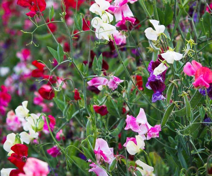 sweet peas in flower