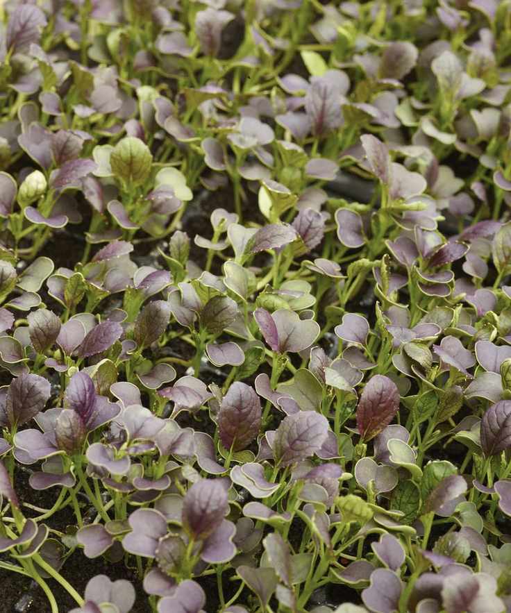 Close-up of fresh watercress plants