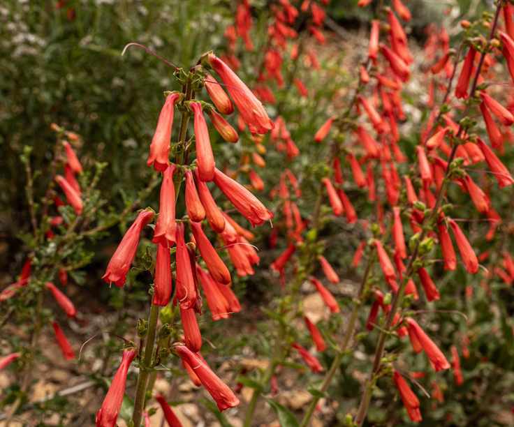 Firecracker penstemon with red blooms