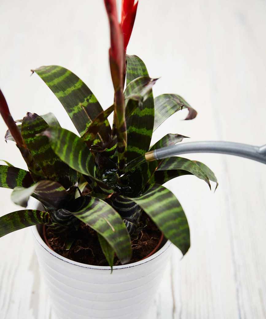 watering a bromeliad houseplant with a small watering can