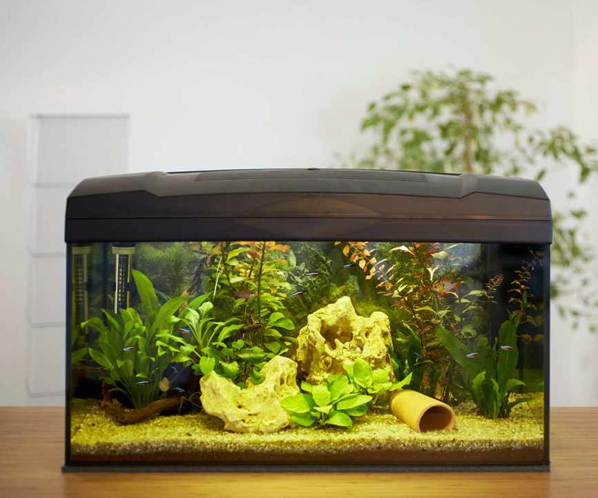 Aquarium