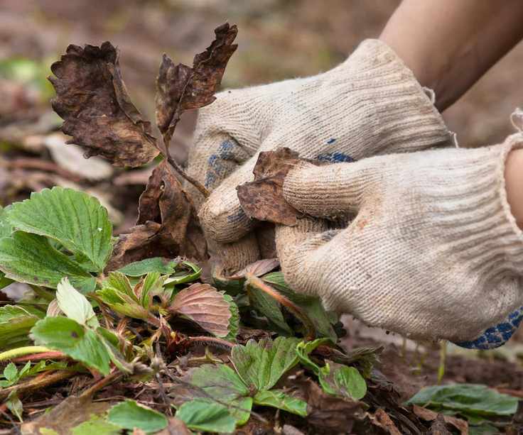Hands removing old leaves off a strawberry plant