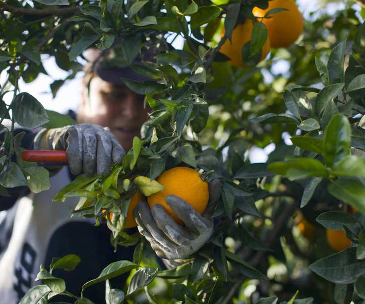 A gardener harvesting oranges from the tree