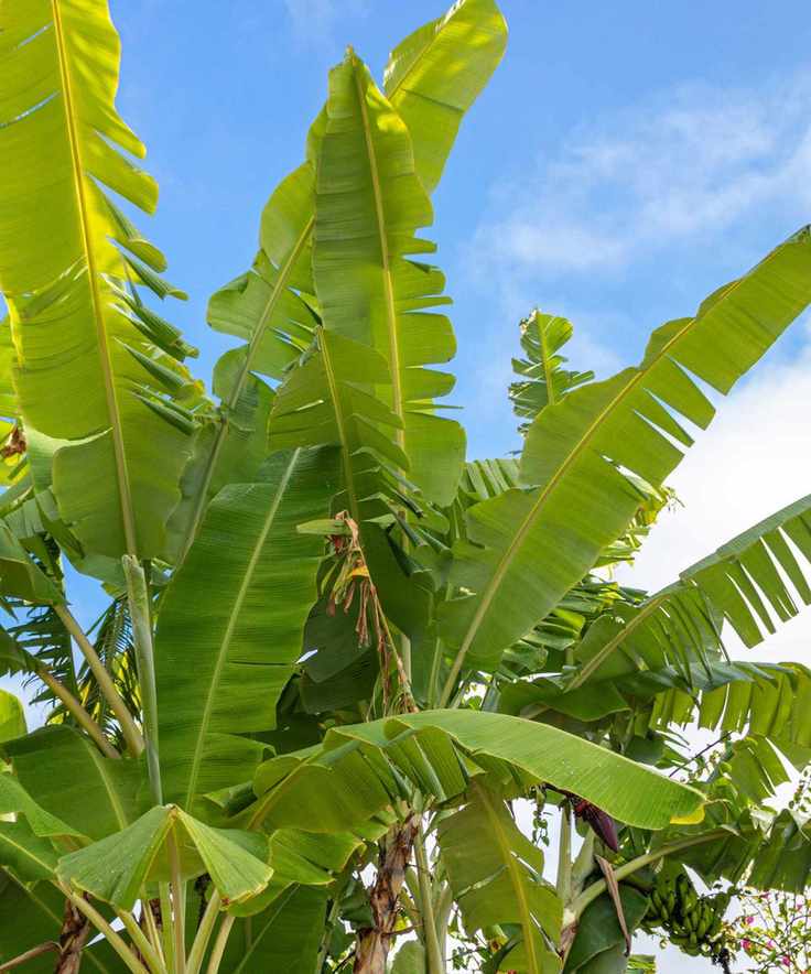 banana plant leaves