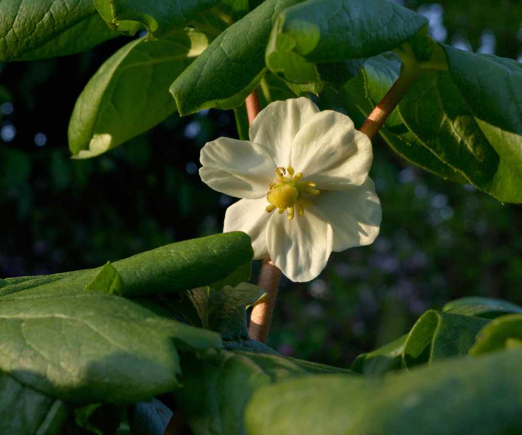 mayapple