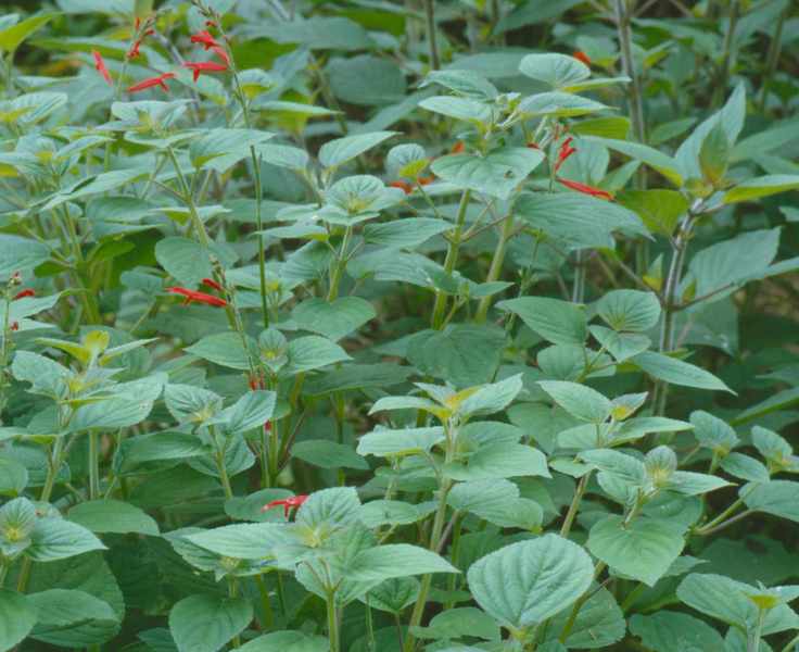 Tangerine salvias growing in sensory garden