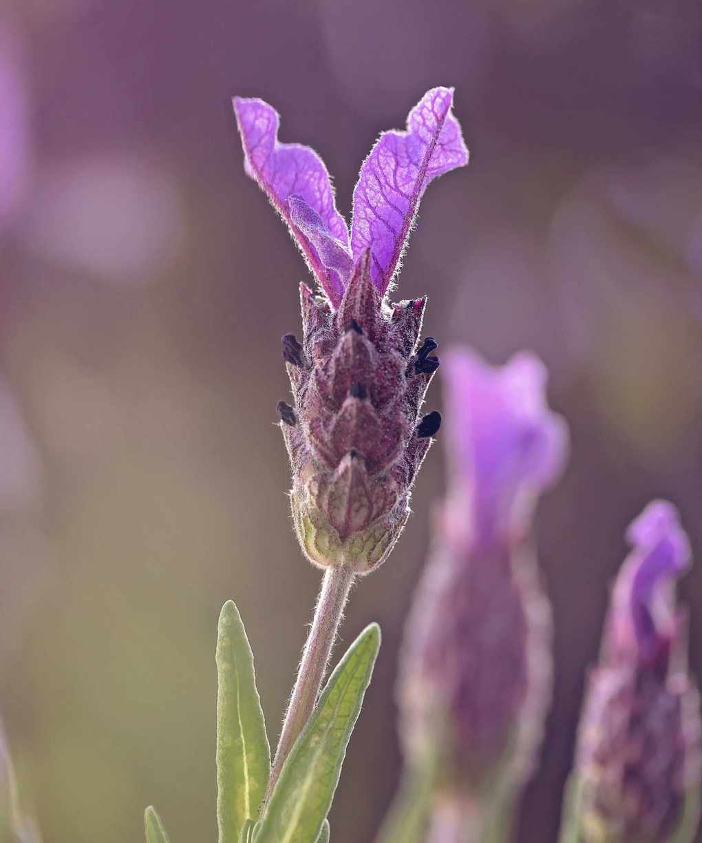 Spanish lavender