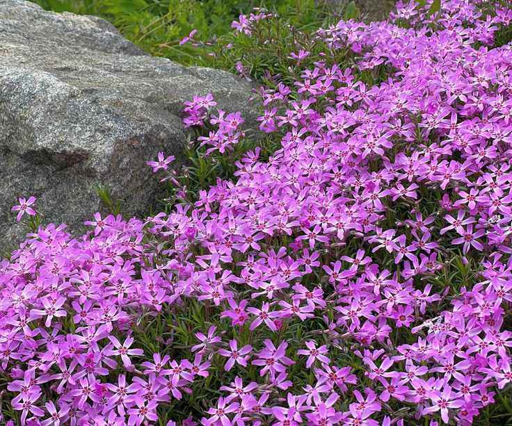 Creeping phlox