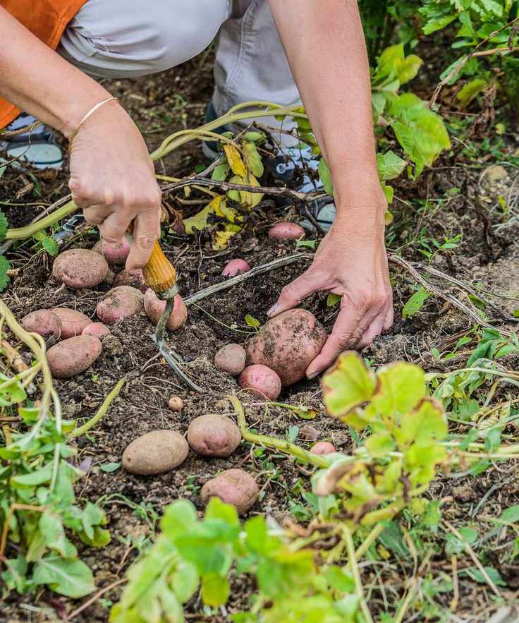 A person harvesting potatoes Sarpo Axona