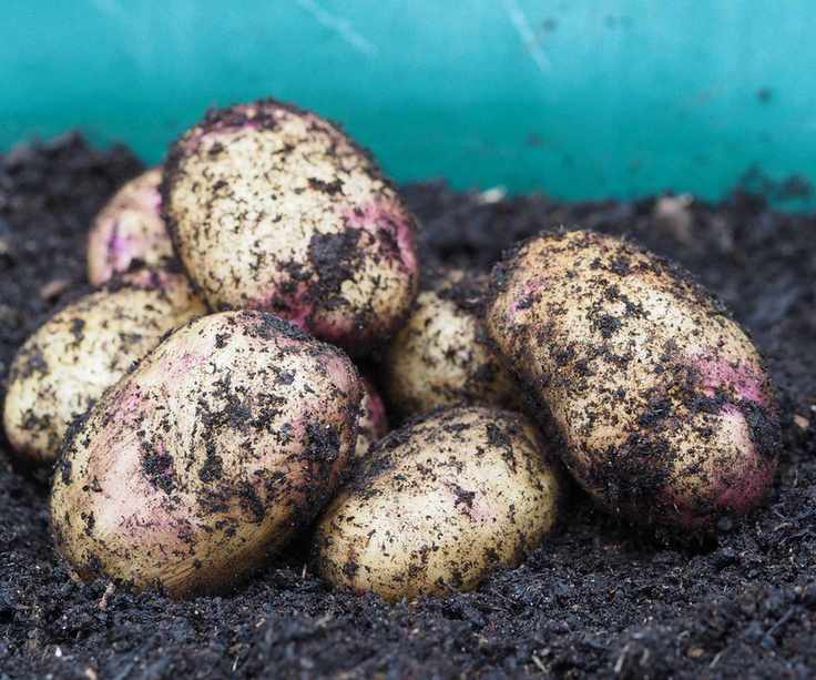 A pile of Kestrel potatoes on the soil after harvest