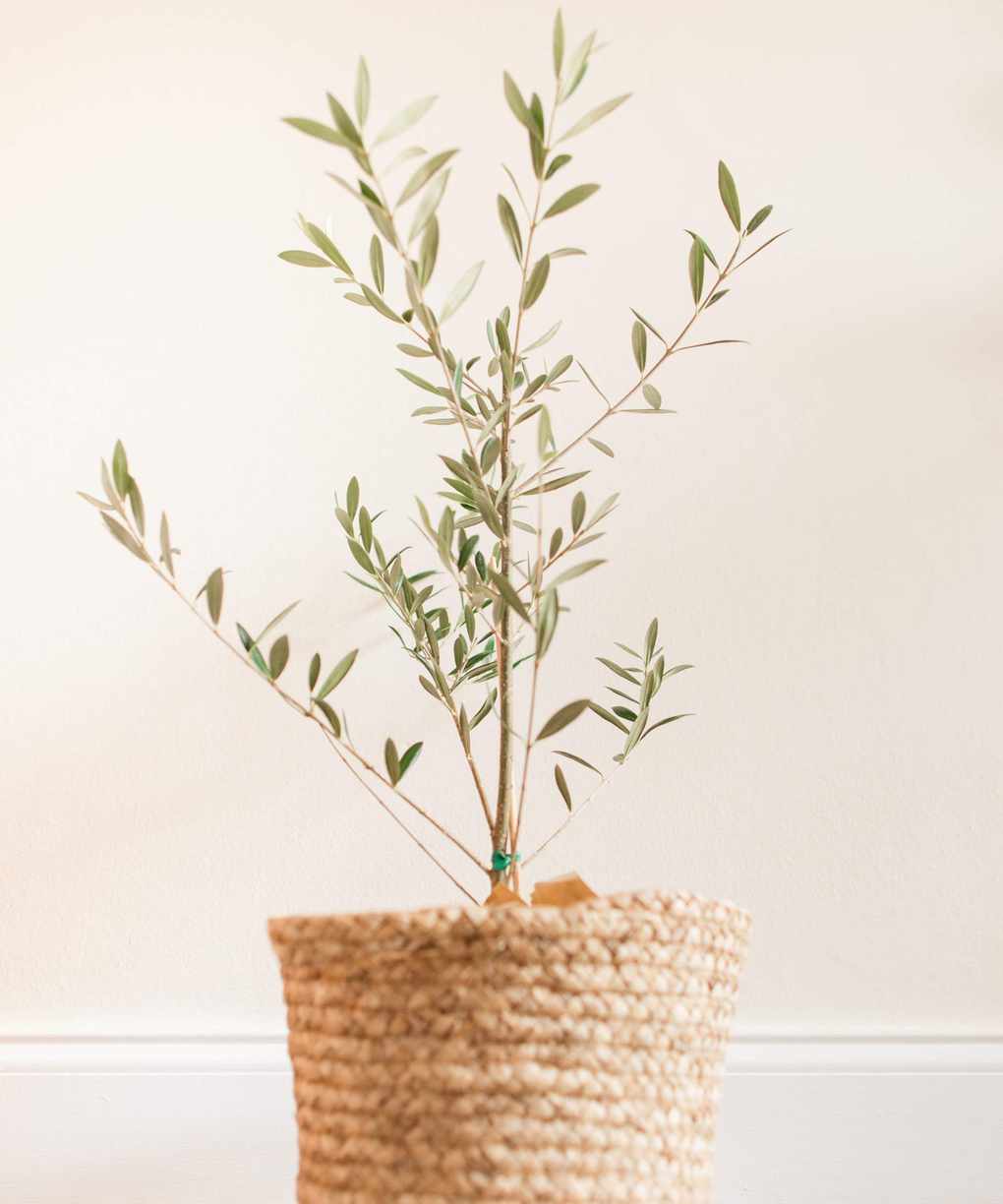Indoor olive tree