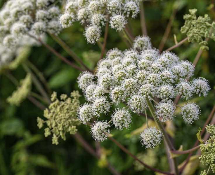 Angelica plant