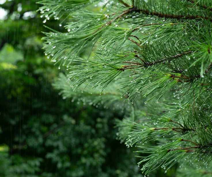 Eastern hemlock tree in the rain