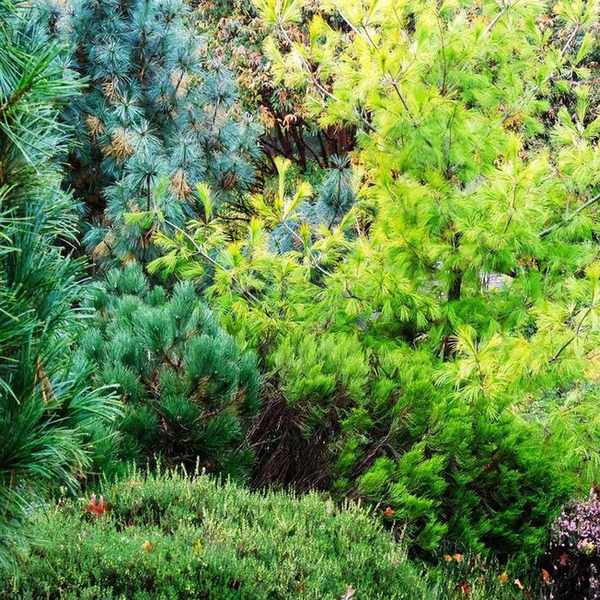 Autumnal UK evergreen garden border with Pinus Strobus 'Louie'