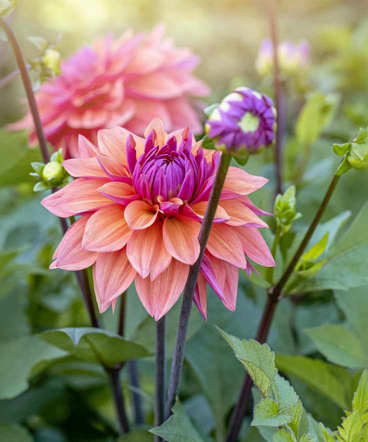 Dahlia flower and bud