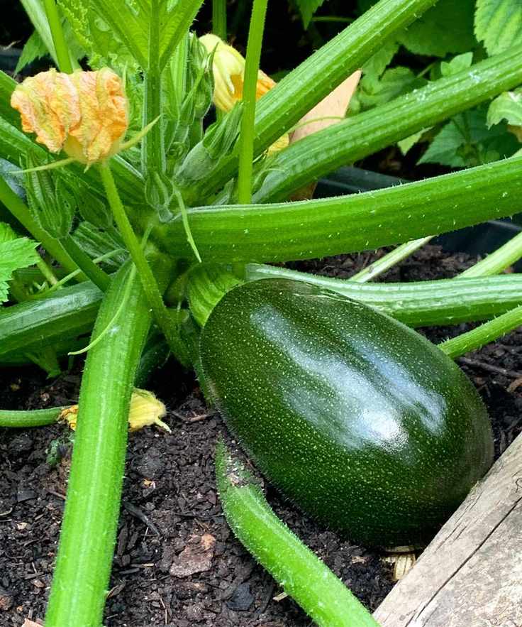 zucchini plant growing in the ground