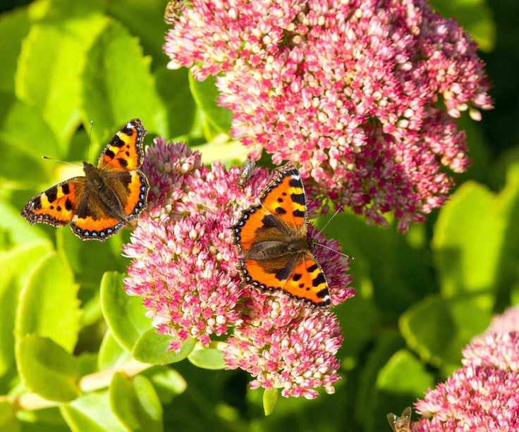 butterfly garden small tortoiseshell on flowering sedum plant