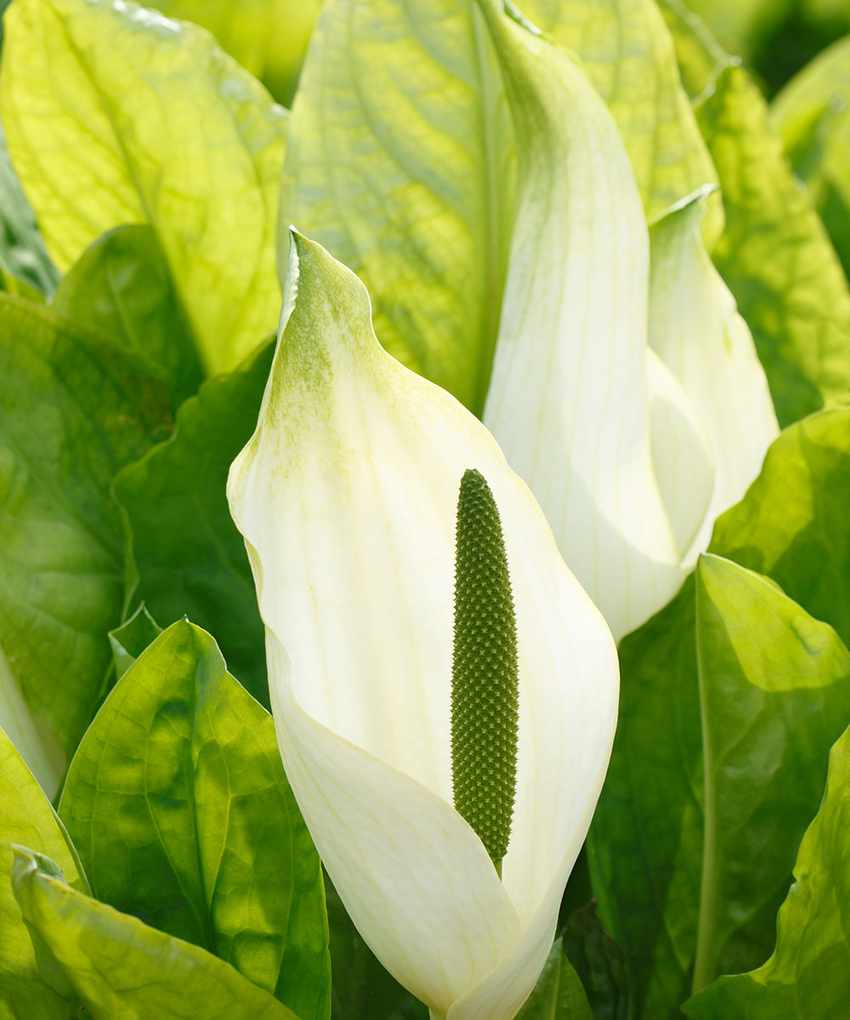 Instagram garden ideas