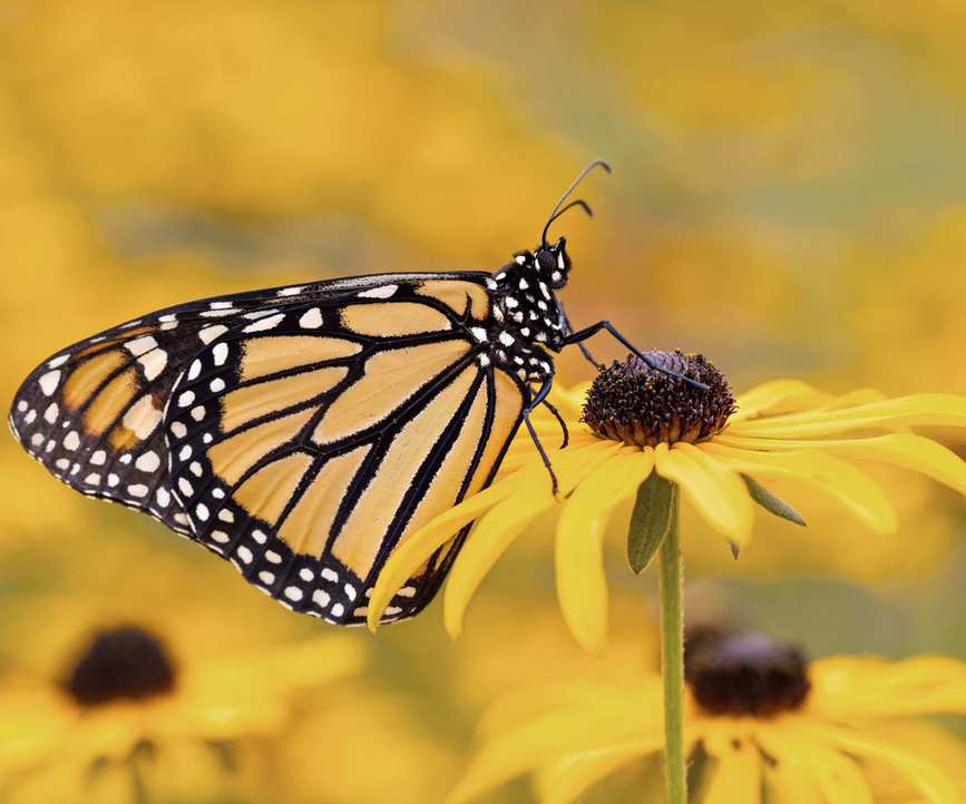 Butterfly on rudbeckia