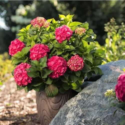 Pink Endless Summer Summer Crush Hydrangea