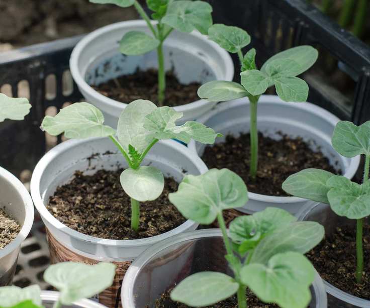 watermelon seedlings