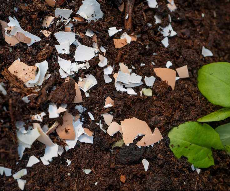 Eggshells on soil